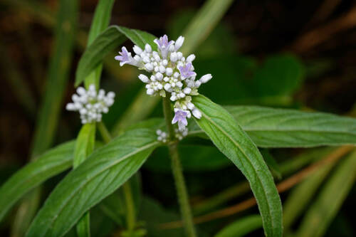 Knoxia sumatrensis observed 2025-02-09