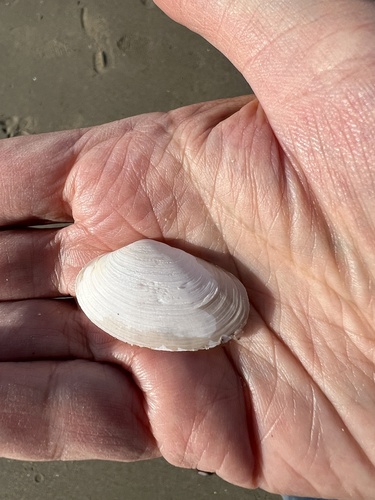 Mactra californica, 2025-02-08
