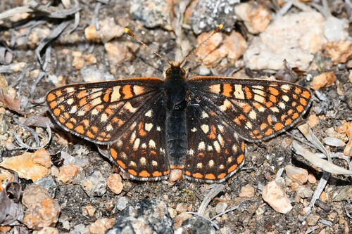Anicia Checkerspot