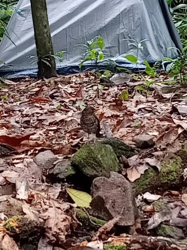 Principe Thrush (Turdus xanthorhynchus), photo 10