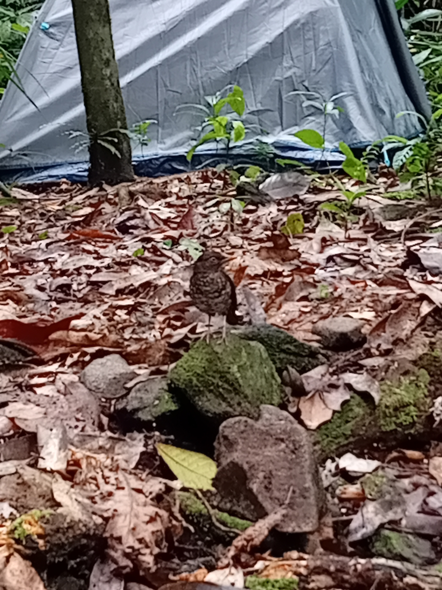 Principe Thrush (Turdus xanthorhynchus), photo 9