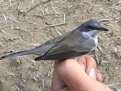 Curruca curruca curruca