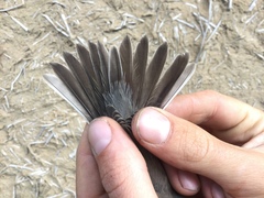 Curruca curruca curruca