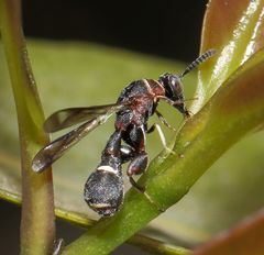 Micrapion