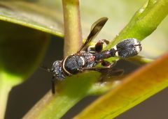 Micrapion