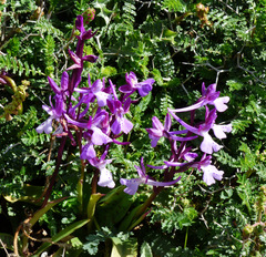 Orchis anatolica