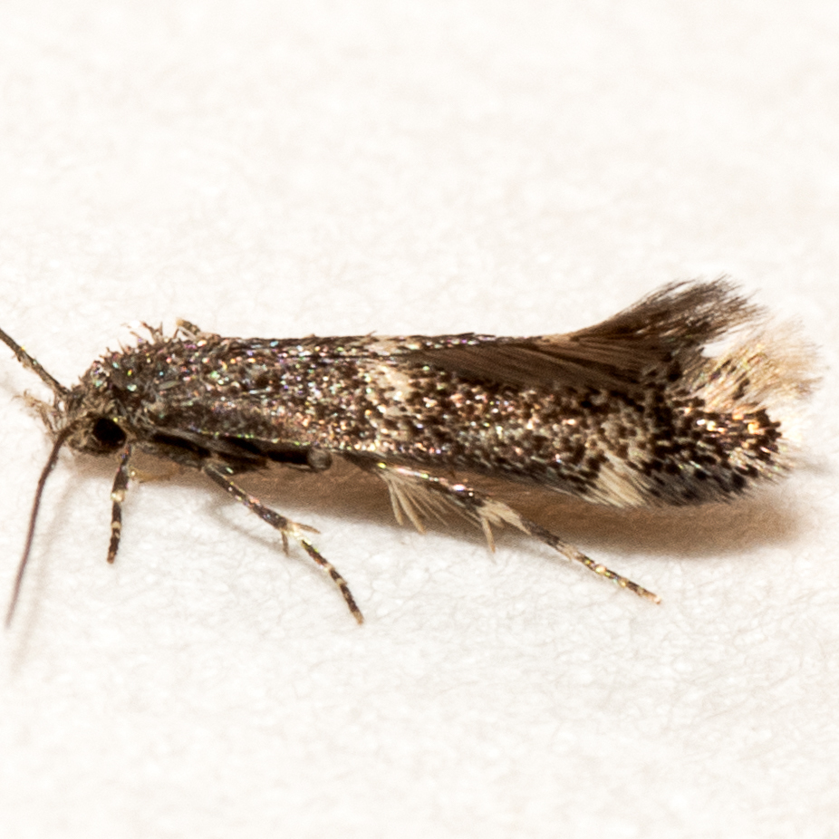 Elachista ibunella