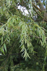 Salix excelsa
