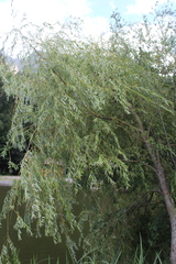 Salix excelsa