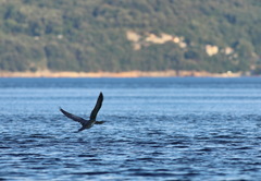 Gulosus aristotelis desmarestii