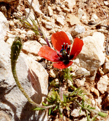 Papaver argemone