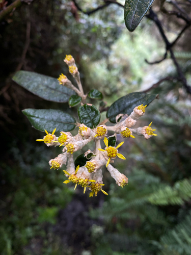 Gynoxys acostae