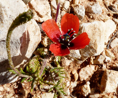 Papaver argemone
