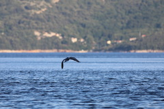 Gulosus aristotelis desmarestii