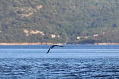 Gulosus aristotelis desmarestii