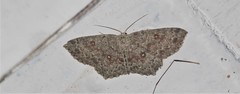 Cyclophora pendularia