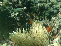 Amphiprion barberi