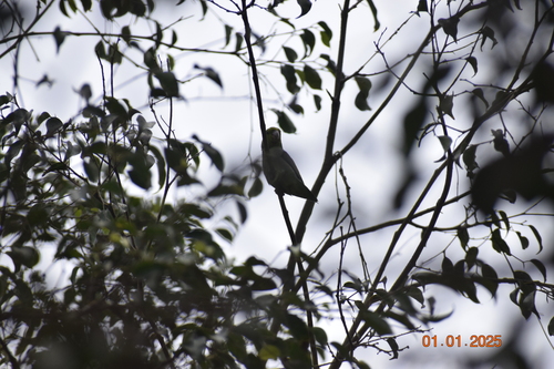 Pacific Parrotlet (Forpus coelestis), photo 6