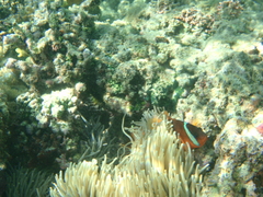 Amphiprion barberi