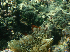Amphiprion barberi