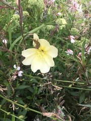 Oenothera