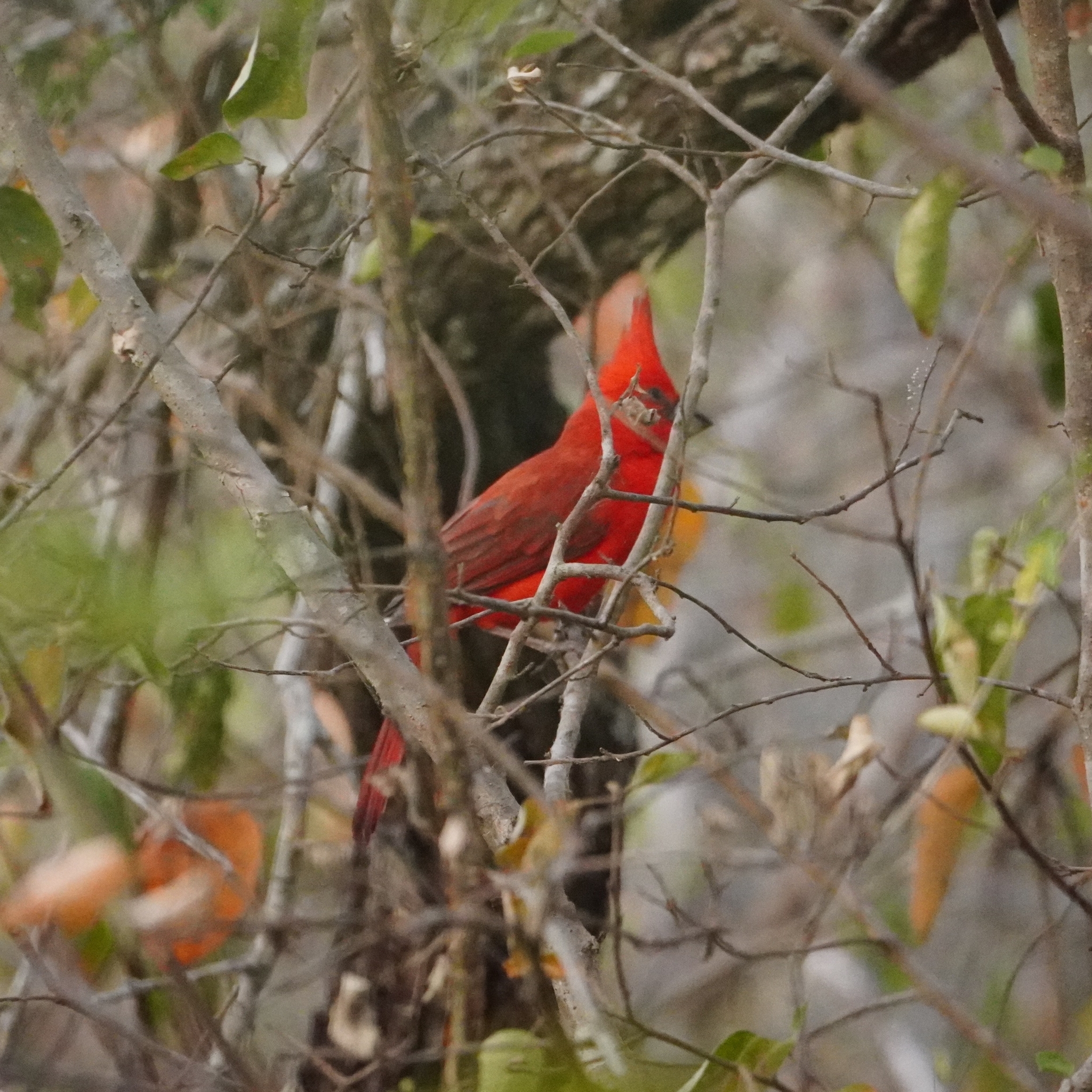 Vermilion Cardinal (Cardinalis phoeniceus), photo 3