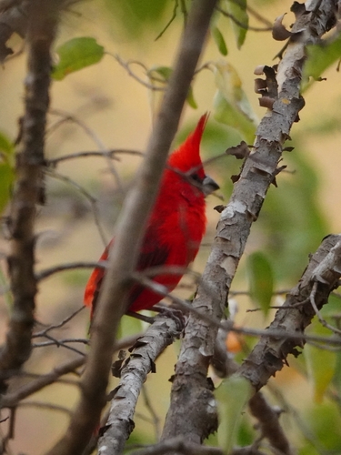 Vermilion Cardinal (Cardinalis phoeniceus), photo 5