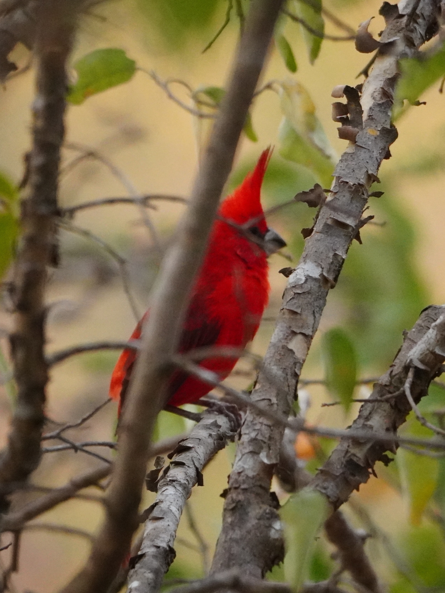 Vermilion Cardinal (Cardinalis phoeniceus), photo 4