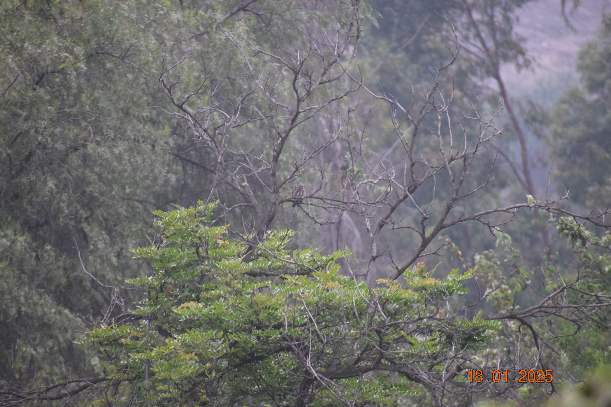 Pacific Pygmy Owl (Glaucidium peruanum), photo 5