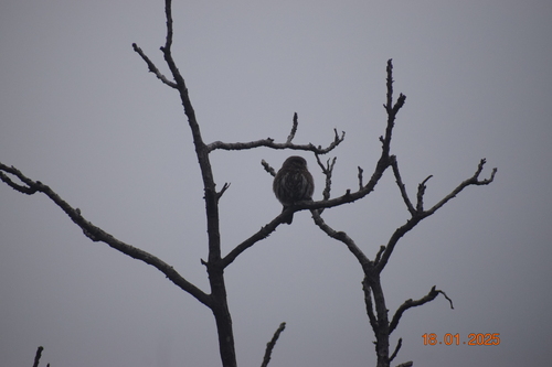 Pacific Pygmy Owl (Glaucidium peruanum), photo 10