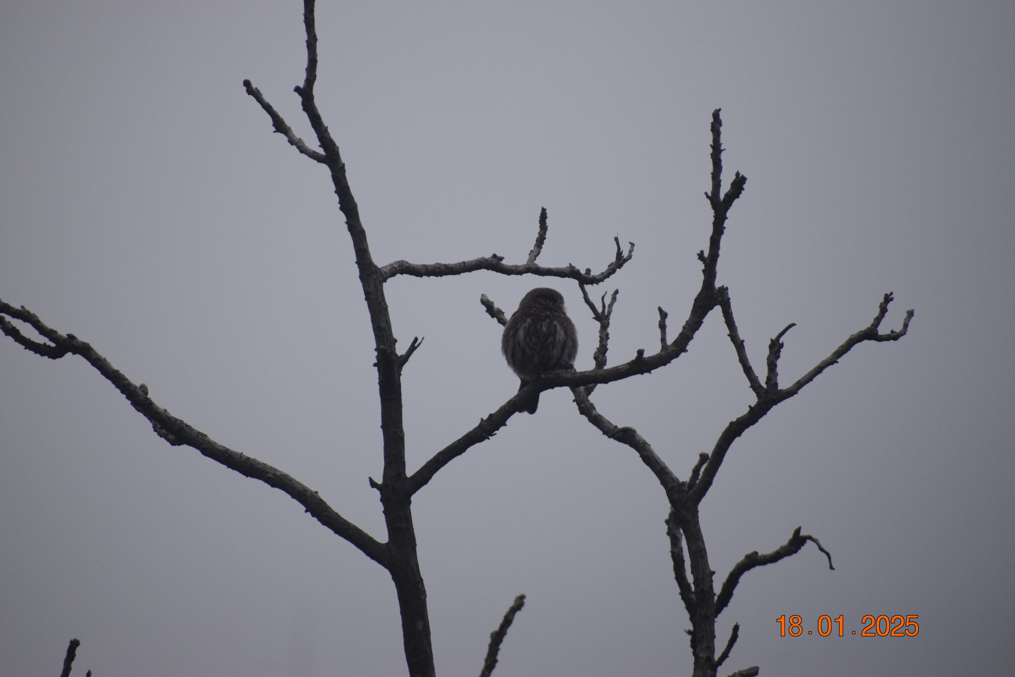 Pacific Pygmy Owl (Glaucidium peruanum), photo 7