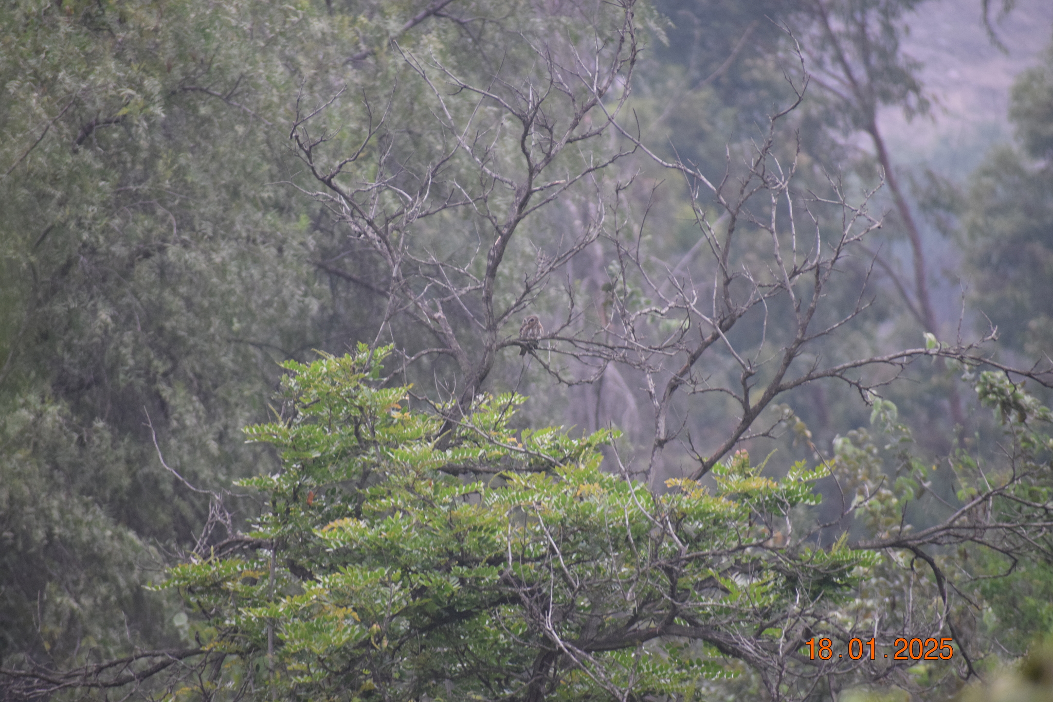 Pacific Pygmy Owl (Glaucidium peruanum), photo 4