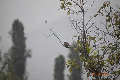 Pacific Pygmy Owl (Glaucidium peruanum), photo 9