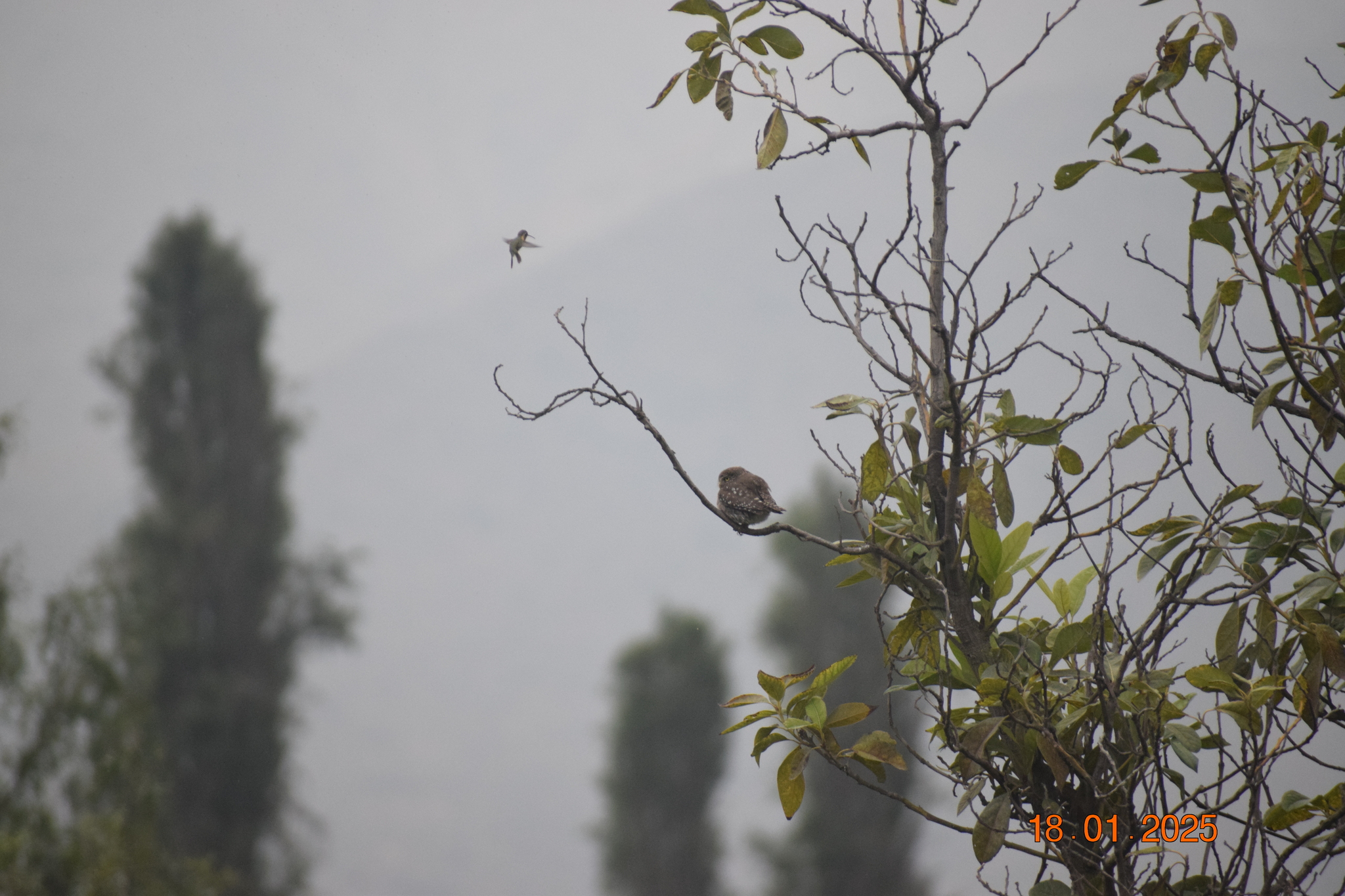 Pacific Pygmy Owl (Glaucidium peruanum), photo 6