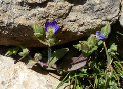 Campanula hierosolymitana