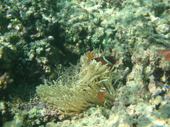 Amphiprion barberi