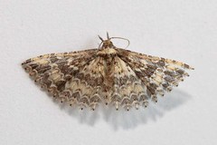 Pterotopteryx dodecadactyla