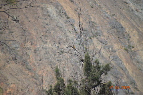 Black-necked Woodpecker (Colaptes atricollis)