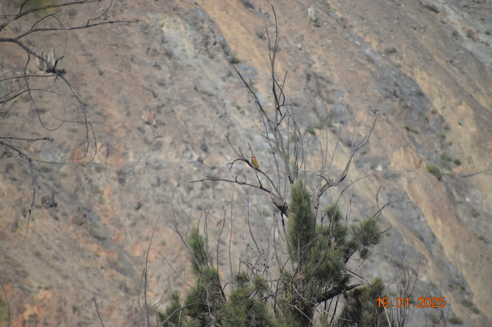 Black-necked Woodpecker (Colaptes atricollis), photo 1