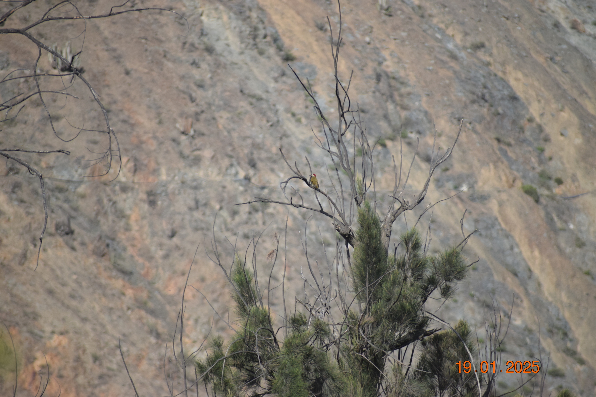 Black-necked Woodpecker (Colaptes atricollis), photo 2