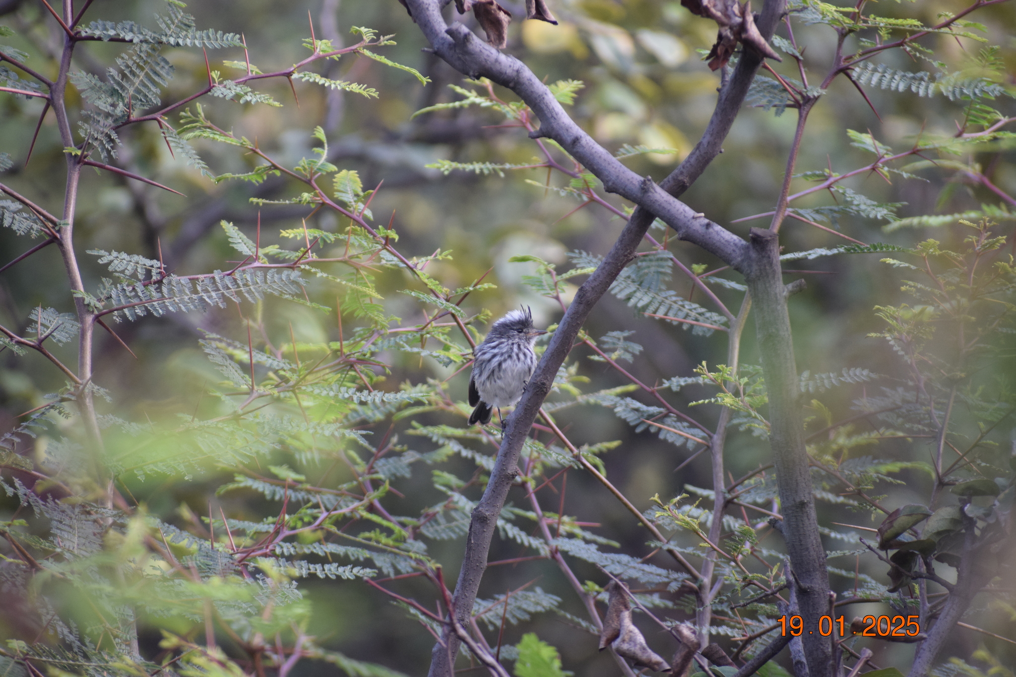 Pied-crested Tit-Tyrant (Anairetes reguloides), photo 2