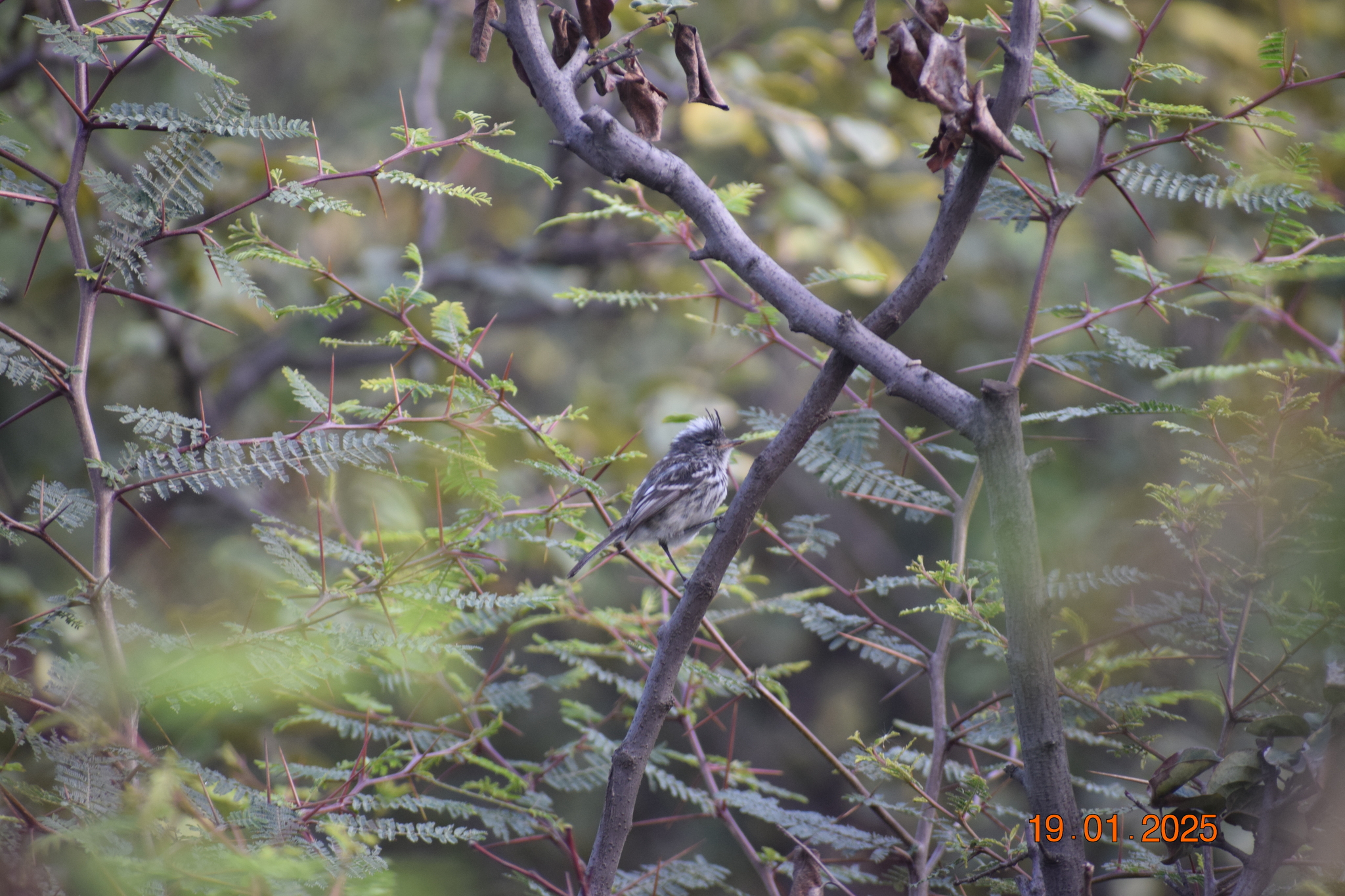 Pied-crested Tit-Tyrant (Anairetes reguloides), photo 3