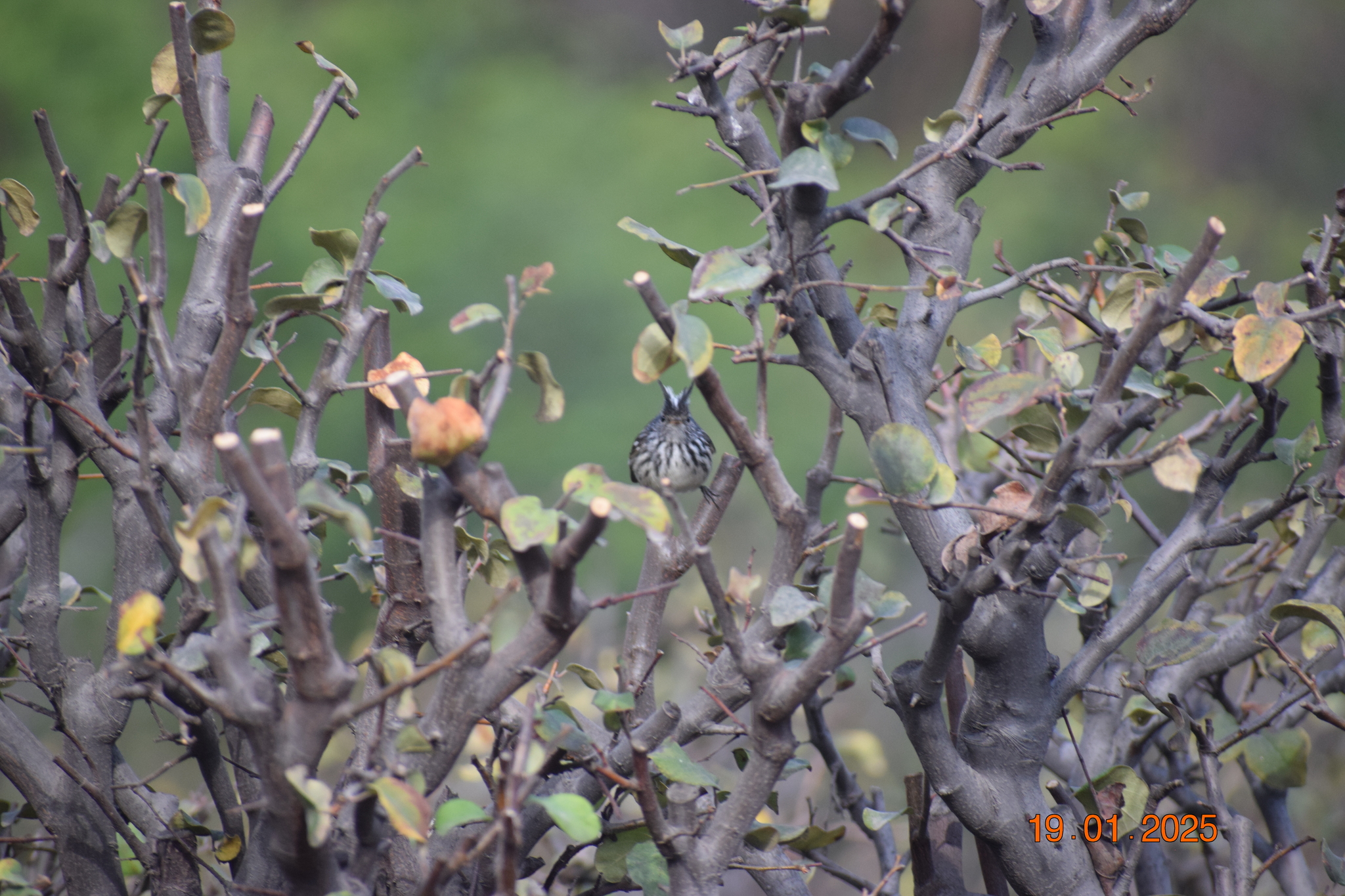 Pied-crested Tit-Tyrant (Anairetes reguloides), photo 4