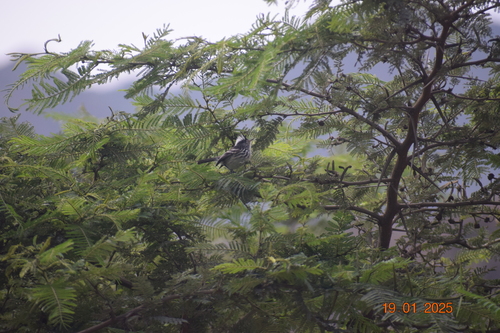 Pied-crested Tit-Tyrant (Anairetes reguloides)