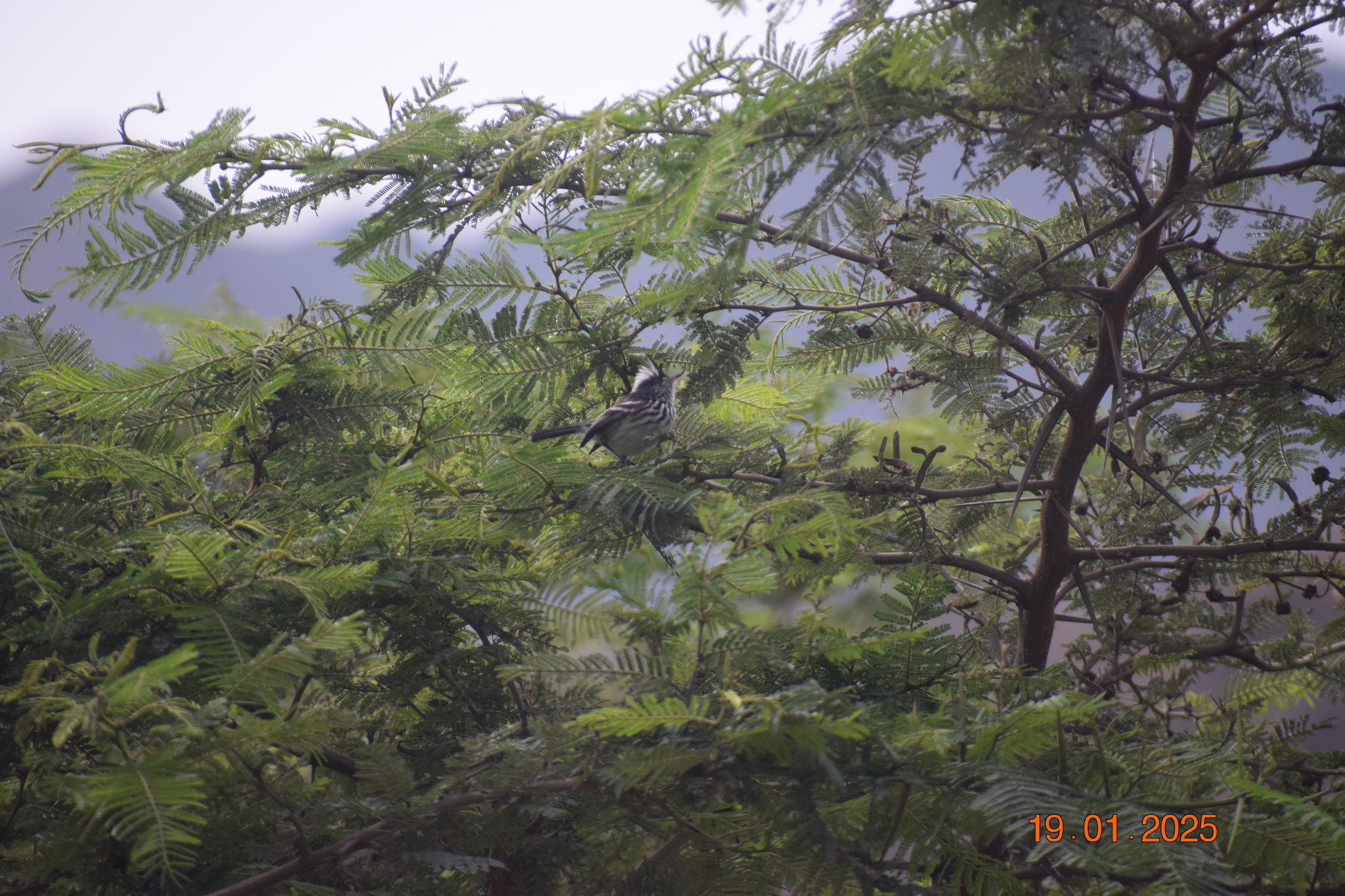 Pied-crested Tit-Tyrant (Anairetes reguloides), photo 1