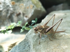 Pholidoptera macedonica