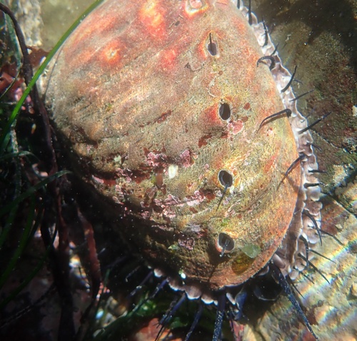 Red Abalone