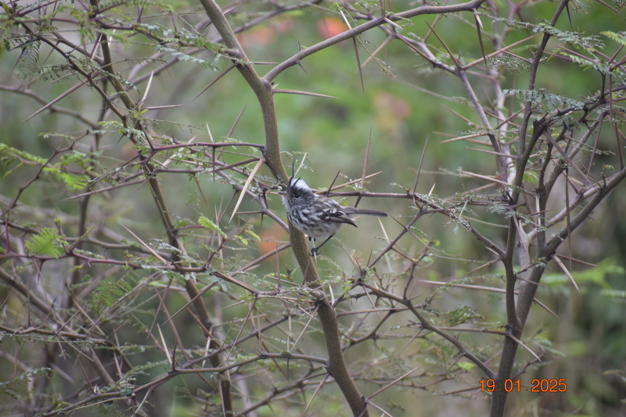 Pied-crested Tit-Tyrant (Anairetes reguloides), photo 5