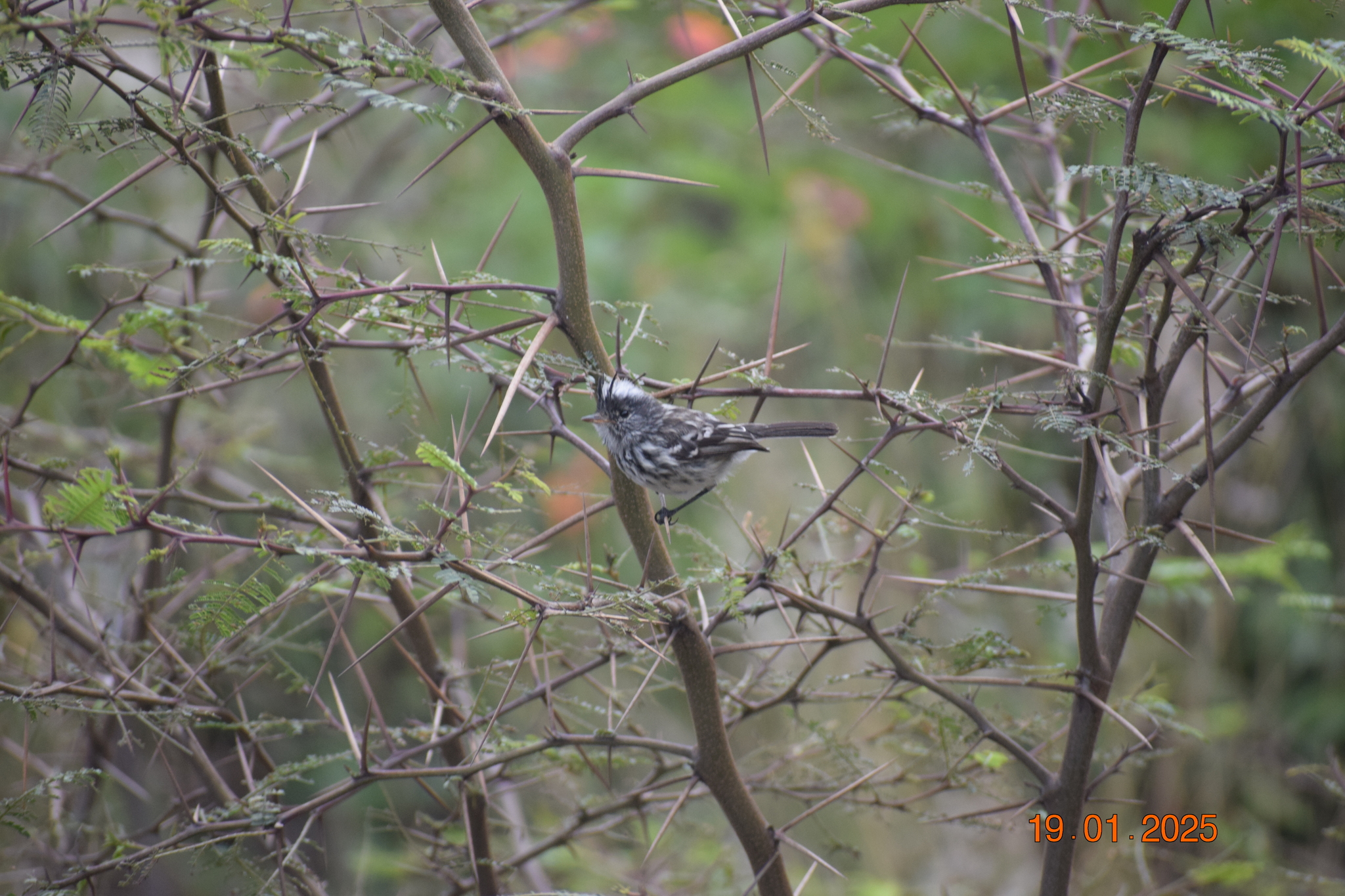 Pied-crested Tit-Tyrant (Anairetes reguloides), photo 6