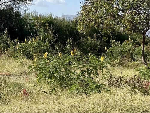Peanut-Butter Cassia